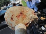 Lactarius subvernalis image