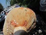 Lactarius subvernalis image