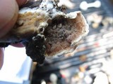 Gloeoporus dichrous image