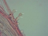 Pholiotina smithii image