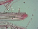 Pholiotina smithii image