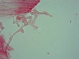 Pholiotina smithii image