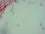 Pholiotina smithii image