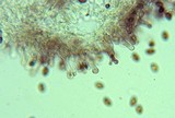 Pholiotina smithii image