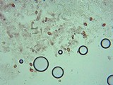 Pholiotina smithii image