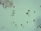 Pholiotina smithii image