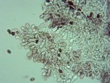 Pholiotina smithii image