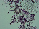 Pholiotina smithii image