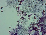 Pholiotina smithii image
