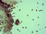 Pholiotina smithii image