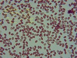 Pholiotina smithii image