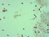 Pholiotina smithii image