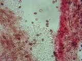Pholiotina smithii image