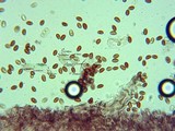 Pholiotina smithii image