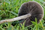 Panaeolus cinctulus image