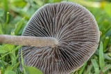 Panaeolus cinctulus image