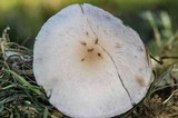 Panaeolus cinctulus image