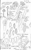 Cortinarius heterosporus image