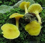 Cantharellus appalachiensis image
