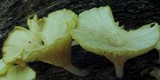 Chrysomphalina strombodes image