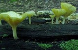 Chrysomphalina strombodes image