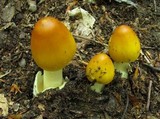 Amanita banningiana image