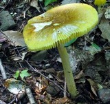 Amanita banningiana image