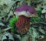 Butyriboletus frostii image