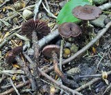 Inocybe tahquamenonensis image