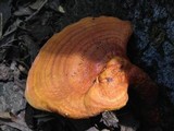 Ganoderma curtisii image