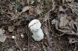 Hypomyces hyalinus image