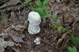 Hypomyces hyalinus image