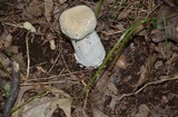 Hypomyces hyalinus image