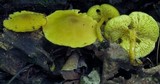 Callistosporium luteo-olivaceum image