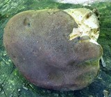 Boletus variipes image