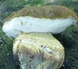 Boletus variipes var. fagicola image