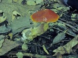 Boletus longicurvipes image
