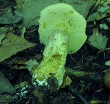 Boletus longicurvipes image
