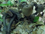 Neohygrocybe subovina image