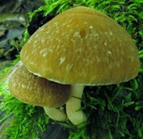 Psathyrella delineata image