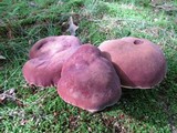 Tylopilus badiceps image