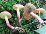 Boletus fraternus image