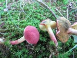Boletus fraternus image