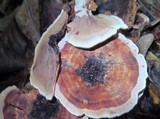 Hydnellum scrobiculatum image