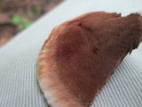 Hydnellum scrobiculatum image