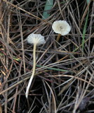 Marasmius calhouniae image