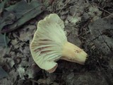 Lactarius hygrophoroides image