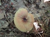 Russula pectinatoides image