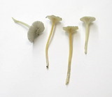 Marasmius calhouniae image