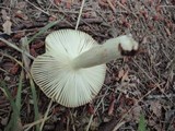 Russula pectinatoides image